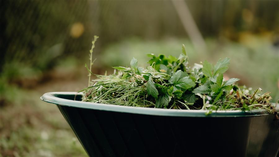 Scheibtruhe voller Grünschnitt im Garten