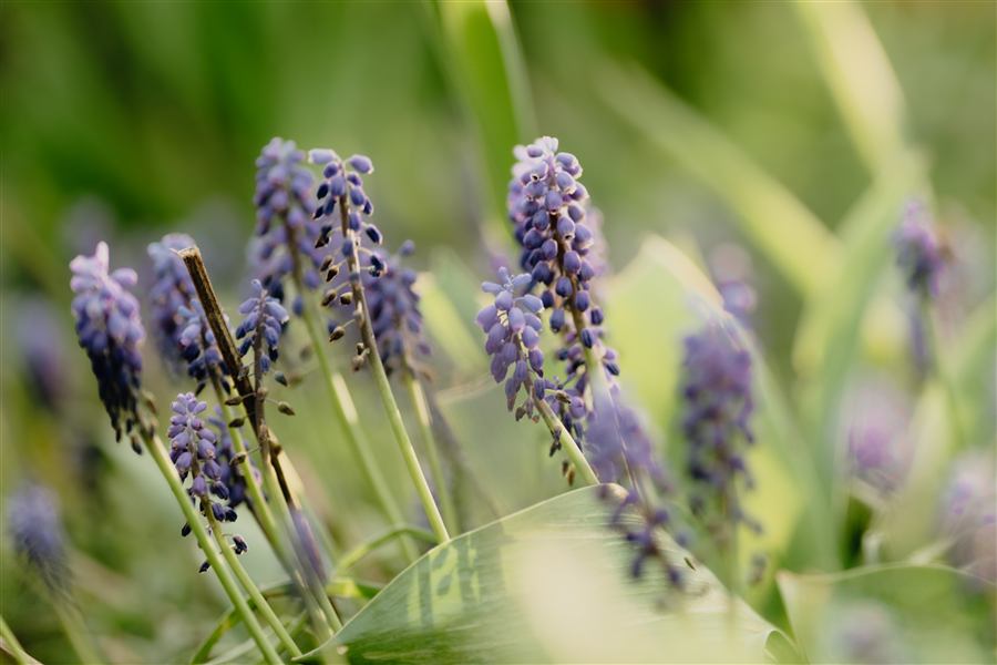Blühender Lavendel im Garten